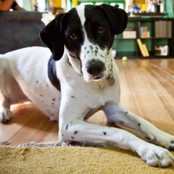 DogWatch of Central New York, Baldwinsville, New York | Indoor Pet Boundaries Contact Us Image