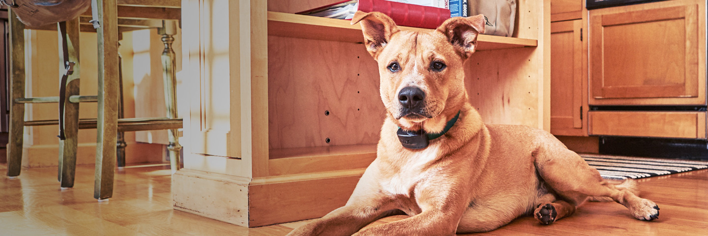 DogWatch of Central New York, Baldwinsville, New York | Indoor Pet Fences Slider Image
