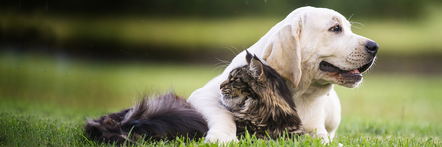 DogWatch of Central New York, Baldwinsville, New York | Cat Fences Slider Image